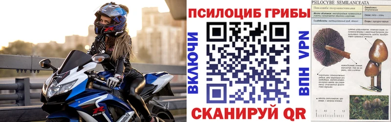 kraken tor  Вольск  Галлюциногенные грибы Psilocybe 